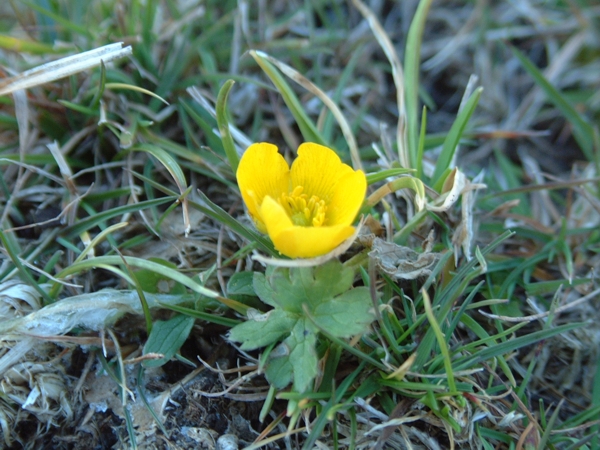 Piccolo ranuncolo? - Ranunculus cfr. apenninus